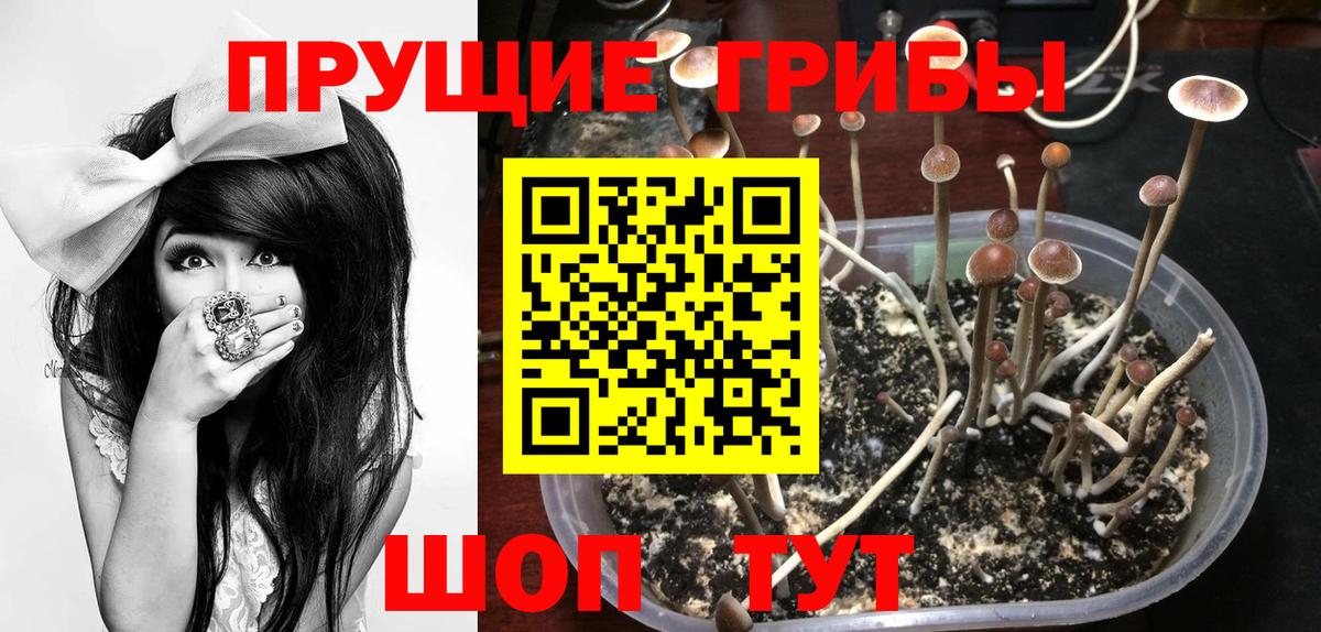Псилоцибиновые грибы прущие грибы Заволжье