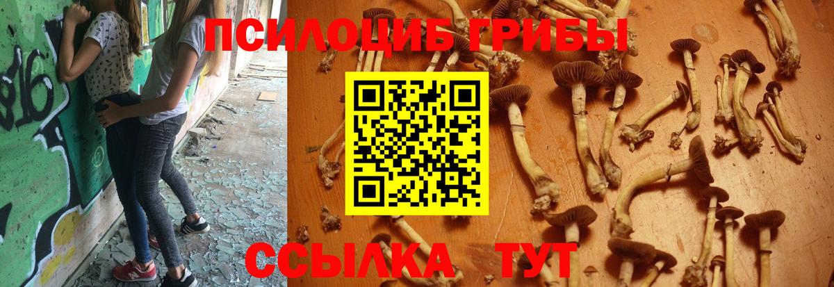 Псилоцибиновые грибы Cubensis  Заволжье 